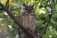 [Shiina] Noraneko Shoujo to no Kurashikata Ch. 4-16 [Chinese] [虎斑木菟漢化] [Digital]